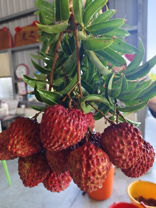比玉荷包大2倍！「荔枝界巨無霸」紫娘喜頂級禮盒限量開搶 每顆身價珍貴引爆初夏饕客預購潮